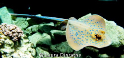 Blue Spotted Stingray swimming towards the divers at the ... by Laura Dinraths 